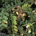Ascochyta symptoms on garbanzo leaves.