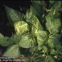 A dry bean plant with yellow-mottled leaves from alfalfa mosaic virus, vectored by aphids. Avoid planting beans adjacent to alfalfa fields.