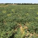 Garbanzo field infected with alfalfa mosaic virus, vectored by aphids.