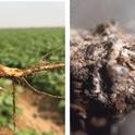 Southern blight infected lima bean root (left); small tan sclerotia that are diagnostic of the southern blight fungal pathogen (yellow arrow).