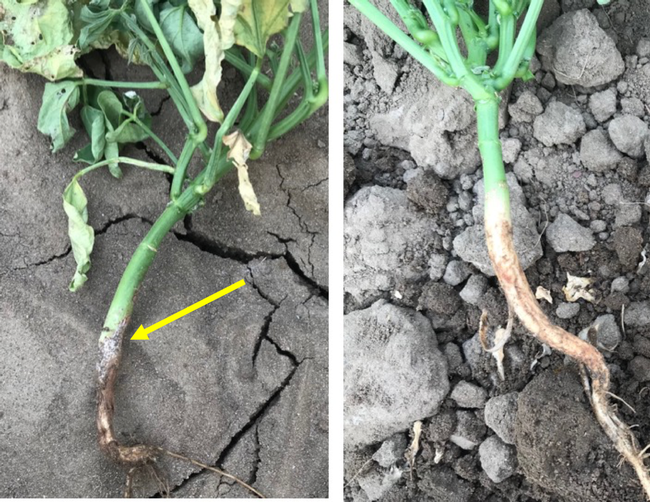 White mycelium of southern blight, a fungal disease on lima beans (left with yellow arrow) compared to a healthy lima root (right).