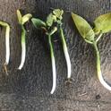 Photo 1. Lima bean seedlings showing stunted growth and poor root development from Fusarium root rot.