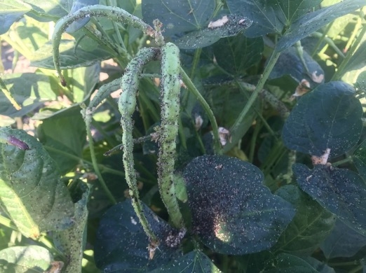 Photo 2. Heavy cowpea aphid pressure on blackeye bean CB46 leading to significant yield and quality losses.
