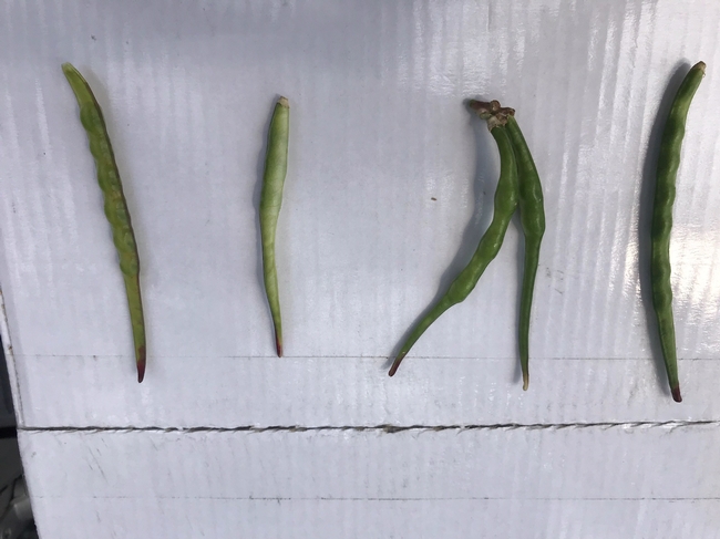 Photo. Lack of pod fill in blackeye bean tips caused by heat, which affects pollen viability and fertilization; water stress can add to this problem, especially during heatwaves. San Joaquin Valley, 2020.