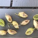 Garbanzo seed pods damaged by California ground squirrels.