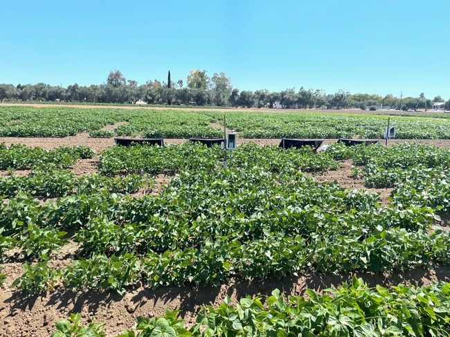 Insect monitoring sensors placed in the field at the UC Davis Dry Bean nursery, 2021.