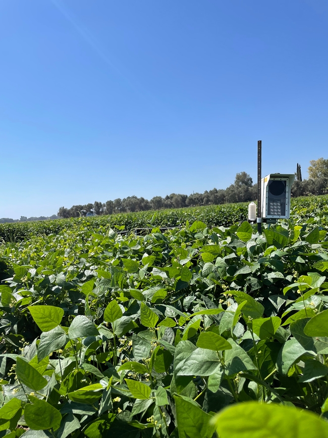 An insect monitoring sensor used for counting Lygus bugs and insect natural enemies in a dry bean field, UC Davis 2021.