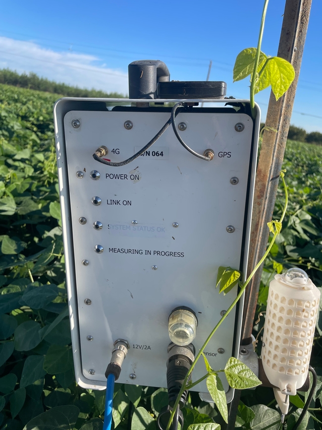 Insect monitoring sensors are powered by solar panels in a dry bean field, UC Davis, 2021.