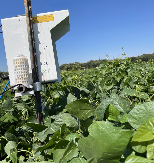 The sensors monitor temperature and humidity along with insect numbers, UC Davis, 2021.