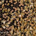 A look inside a bee hive. (Photo by Kathy Keatley Garvey)