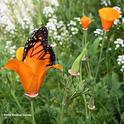 Color them orange: A California golden poppy and a monarch butterfly in a Vacaville garden. (Photo by Kathy Keatley Garvey)
