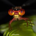 Robert Peck, an entomologist with the University of Hawaii won first prize in the PBESA Photo Salon competition with this image of a damselfly. (Copyright, Robert Peck)