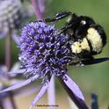 A yellow-faced bumble bee, Bombus vosnesenskii, sipping nectar from an Amethyst Sea Holly, Eryngium amethystinum, in Sonoma. (Photo by Kathy Keatley Garvey)
