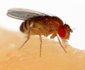 The fruit fly, Drosophila melanogaster, is commonly used for biological research in genetics. (Photo courtesy of Wikpedia)