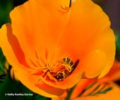 A sweat bee, genus Halictus and family Halictidae, collecting pollen from a California golden poppy, the state flower. Both the bee and the flower are natives of California. (Photo by Kathy Keatley Garvey)