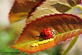 A lady beetle, aka ladybug, with newly deposited eggs. (Photo by Kathy Keatley Garvey)