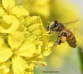 A honey bee, dusted with gold pollen, forages on mustard (Photo by Kathy Keatley Garvey)