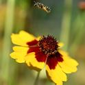 A sweat bee, genus Halictus, sailing over a Coreopsis in a Vacaville pollinator garden. June is National Pollinator Month. (Photo by Kathy Keatley Garvey)