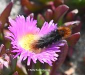 A wooly bear caterpillar on ice plant at Bodega Head. This insect is Arctia virginalis, formerly known as Platyprepia virginalis. (Photo by Kathy Keatley Garvey)