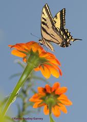 A Western tiger swallowtail, Papilio rutulus, touches down on a Mexican sunflower, Tithonia rotundifola. (Photo by Kathy Keatley Garvey)