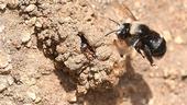A digger bee, Anthophora bomboides standfordina, heading to her nest at Bodega Head. Note the ant. (Photo by Kathy Keatley Garvey)