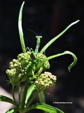 A camouflaged praying mantis, a Stagmomantis limbata, perched on a  narrow-leafed milkweed, Asclepias fascicularis. (Photo by Kathy Keatley Garvey)