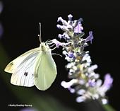 A cabbage white butterfly nectaring on lavender in a Vacaville garden. (Photo by Kathy Keatley Garvey)