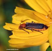 It's early morning, and a soldier beetle stirs in a Vacaville garden. A beneficial insect, it eats aphids and other soft-bodied insects. (Photo by Kathy Keatley Garvey)