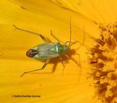 Potato capsid, Closterotomus norvegicus, feeding on a chrysanthemum blossom. It also feeds on nettle, clover and cannabis. (Photo by Kathy Keatley Garvey)