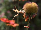 The male Mantis religiosa, investigates his surroundings. (Photo by Kathy Keatley Garvey)