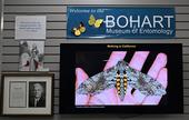 Moth-er scientist Volkmar Heinrich, UC Davis associate professor of biomedical engineering, displayed his images of moths. This is the adult form of the tobacco worm, Carolina sphinx, Manduca sexta.