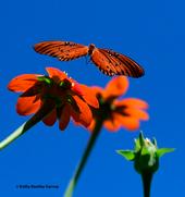 A Gulf Fritillary, Agraulis vanillae, fluttering over a Mexican sunflower, Tithonia rotundifola. (Photo by Kathy Keatley Garvey)