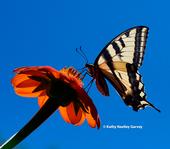 A Western tiger swallowtail lands on a Mexican sunflower and begins to nectar. (Photo by Kathy Keatley Garvey)