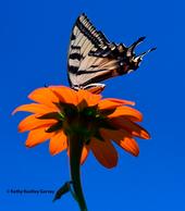 A Western tiger swallowtail, aware that a territorial bee is about to attack, raises its tails to ward off the intruder. (Photo by Kathy Keatley Garvey)