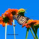 A female monarch nectaring on Mexican sunflower, Tithonia rotunifola, in a Vacaville garden at noon, Sept. 17, 2024. At left is a territorial male longhorned bee, probably Melissodes agilis. (Photo by Kathy Keatley Garvey)