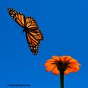 A monarch butterfly gliding over a Mexican sunflower, Tithonia rotundifola on Sept. 17 in a Vacaville garden. (Photo by Kathy Keatley Garvey)