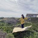 UC Davis doctoral student and medical entomologist CC Edwards dragging for ticks at Bodega Bay.