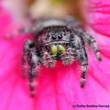 Pretty in pink. A jumping spider on a pink rose in a Vacaville garden peers at the photographer. (Photo by Kathy Keatley Garvey)