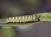 A monarch caterpillar. (Photo by Kathy Keatley Garvey)