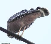 Red-shouldered hawk devouring what appears to be a praying mantis. It caught the insect in the Vacaville Museum and then perched on a telephone line to eat it. (Photo by Kathy Keatley Garvey)