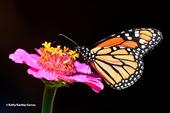 A migratory monarch butterfly nectaring on a pink zinnia in a Vacaville garden. (Photo by Kathy Keatley Garvey)