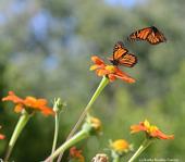 Migratory monarchs in a Vacaville pollinator garden filled with Mexican sunflowers (Tithonia rotundifola). (Photo by Kathy Keatley Garvey)