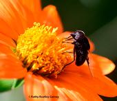 A Mexican cactus fly, Copestylum mexicanum, nectaring on a Mexican sunflower, Tithonia rotundifola in a Vacaville garden. (Photo by Kathy Keatley Garvey)