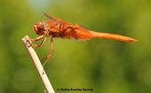 A flameskimmer dragonfly, Libellula saturata. (Photo by Kathy Keatley Garvey)