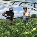 Soil scientist Christine Sprunger (left) and lab manager of the W. K. Kellogg Biological Station (KBS), Michigan State University, collecting soil samples. (Photo courtesy of KBS)