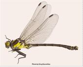 Grappeltail dragonfly, the club-tailed dragonfly.It belongs to the genus Octogomphus, which has one species, O. specularis.  The dragonfly derives its 