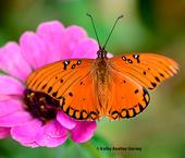 A newly eclosed Gulf Fritillary suns itself on a zinnia in a Vacaville garden. (Photo by Kathy Keatley Garvey)