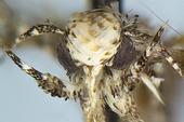 Close-up of the head of a moth, Neopalpa donaldtrumpi. (Photo courtesy of Vazrick Nazari)