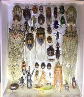 Some of the insects that entomologist Fran Keller and crew collected in Belize for the Bohart Museum of Entomology.