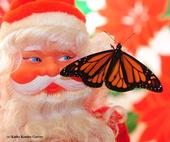 Santa and a monarch. (Photo by Kathy Keatley Garvey)